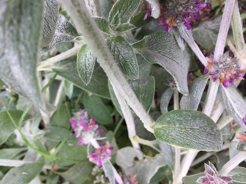 Stachys byzantina (Lamb's ears) — photo