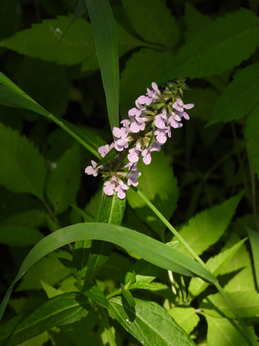 Stachys chinensis (Hyssopleaf hedgenettle) — photo