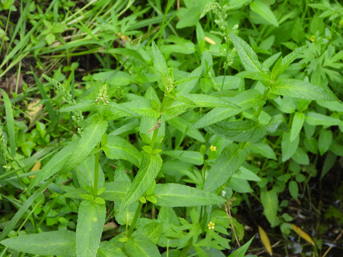 Stachys chinensis (Hyssopleaf hedgenettle) — photo