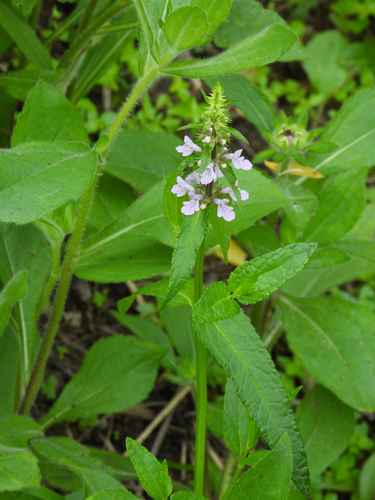 Stachys chinensis