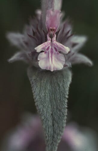 Stachys cretica subsp. anatolica