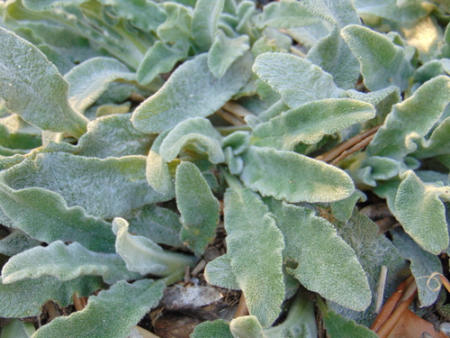 Stachys cretica subsp. mersinaea