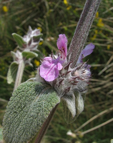 Stachys cretica subsp. mersinaea — photo