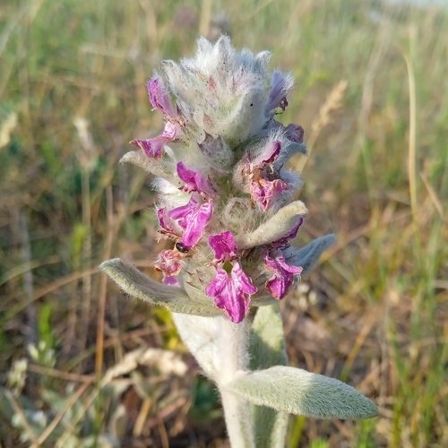 Stachys cretica subsp. mersinaea — photo