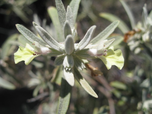 Stachys flavescens — photo
