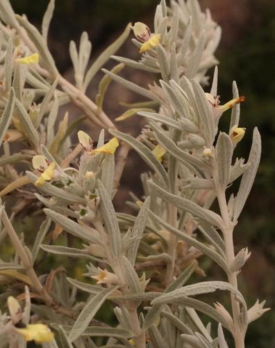 Stachys flavescens