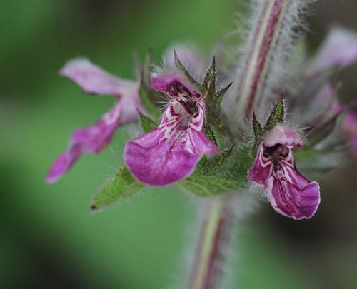 Stachys heraclea — photo