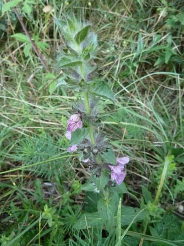 Stachys heraclea — photo