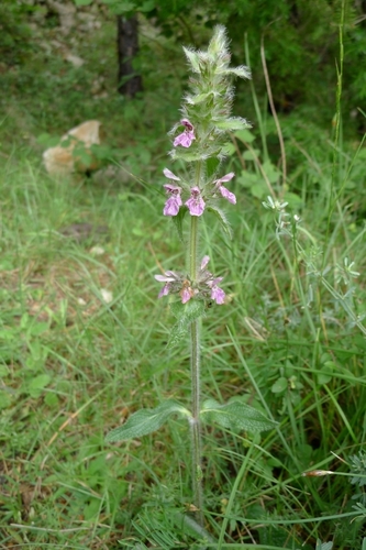 Stachys heraclea