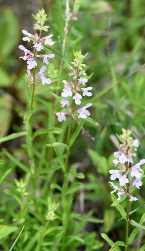 Stachys hyssopifolia subsp. ambigua (Hsiang Su) — photo
