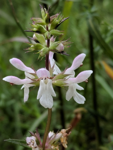 Stachys hyssopifolia subsp. ambigua