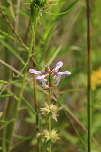 Stachys hyssopifolia (Hyssop hedge-nettle) — photo