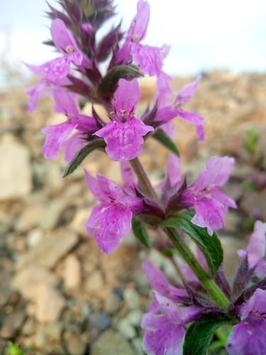 Stachys iberica — photo