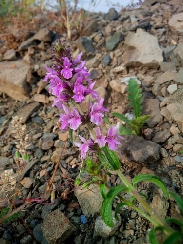 Stachys iberica — photo