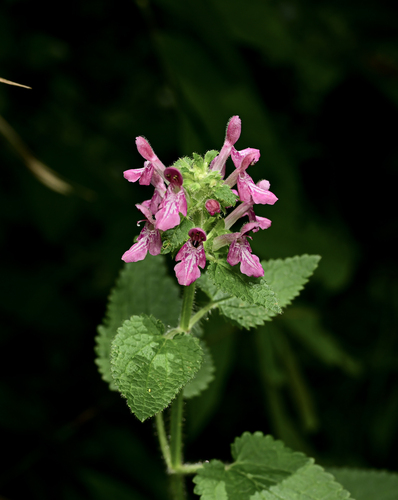 Stachys kouyangensis var. franchetiana — photo