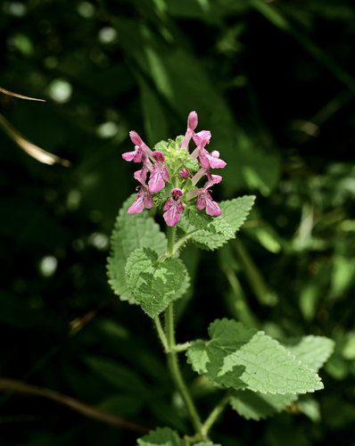 Stachys kouyangensis var. franchetiana — photo