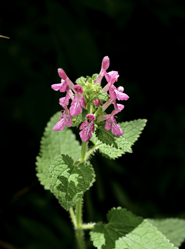 Stachys kouyangensis var. franchetiana