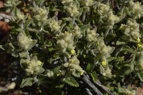 Stachys lamarckii — photo