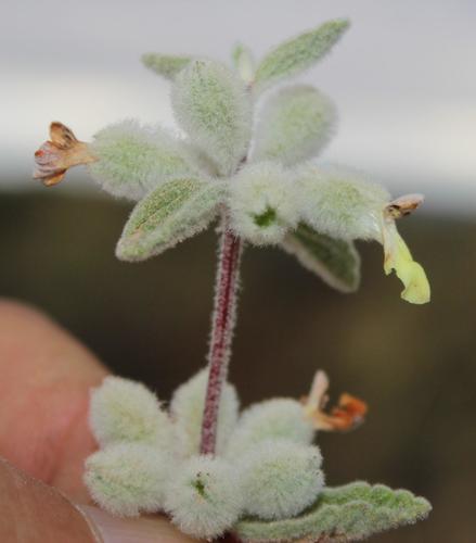 Stachys lamarckii