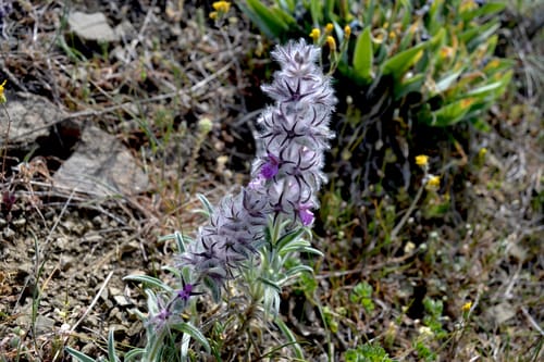Stachys lavandulifolia (Woundwort) — photo