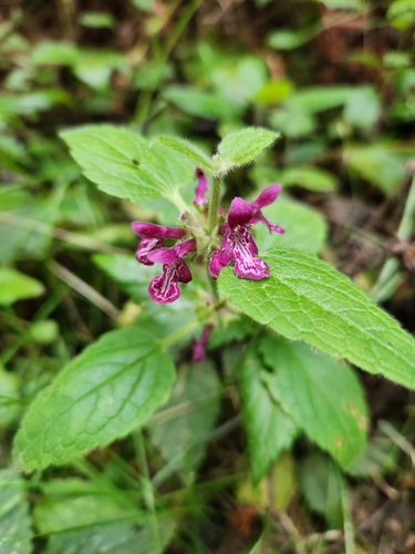 Stachys mexicana — photo