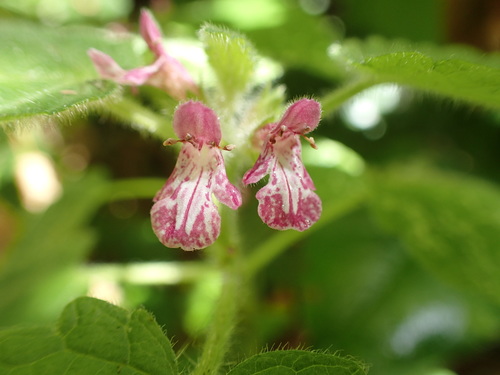 Stachys mexicana — photo