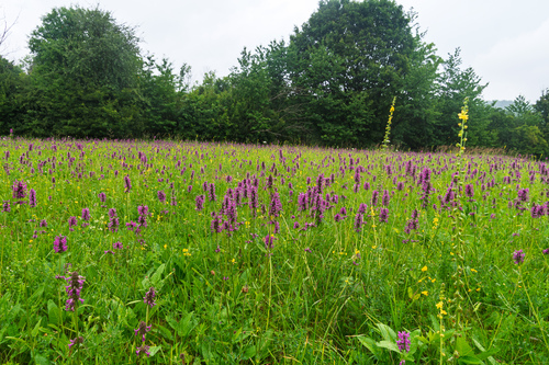 Stachys officinalis