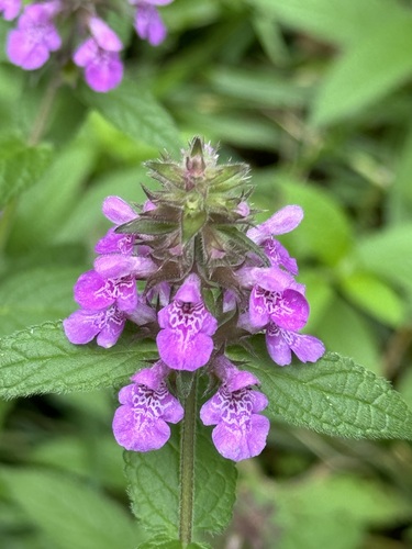 Stachys palustris (Marsh Woundwort) — photo