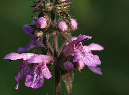 Stachys palustris (Marsh Woundwort) — photo
