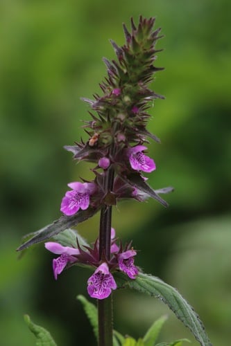 Stachys palustris