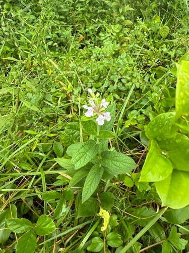 Stachys pilosa var. pilosa — photo