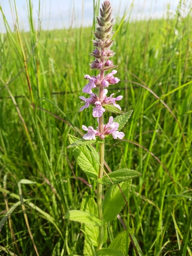 Stachys pilosa var. pilosa