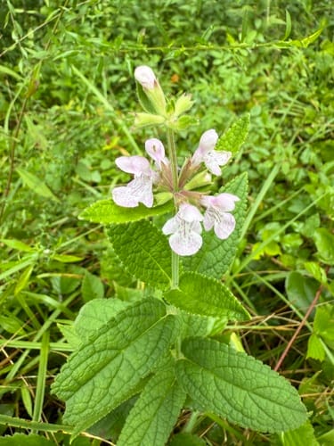 Stachys pilosa var. pilosa — photo