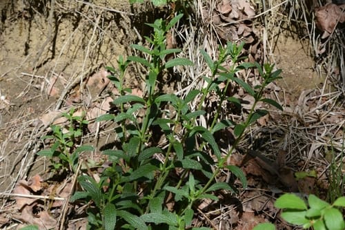 Stachys recta — photo