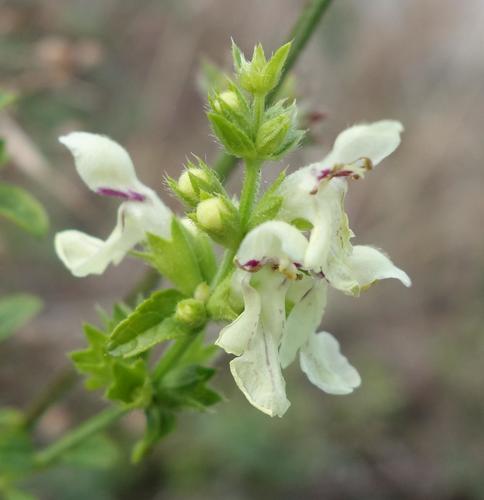 Stachys recta