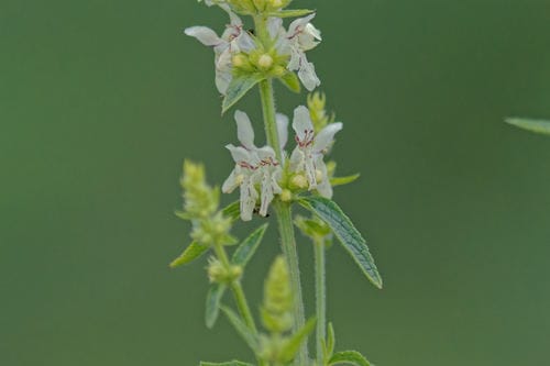 Stachys recta — photo