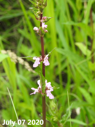 Stachys riederi var. japonica — photo
