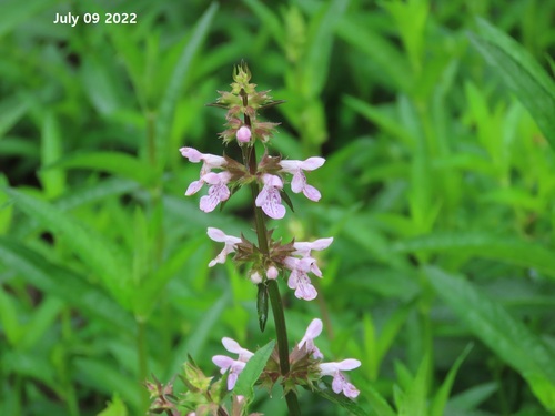 Stachys riederi var. japonica — photo