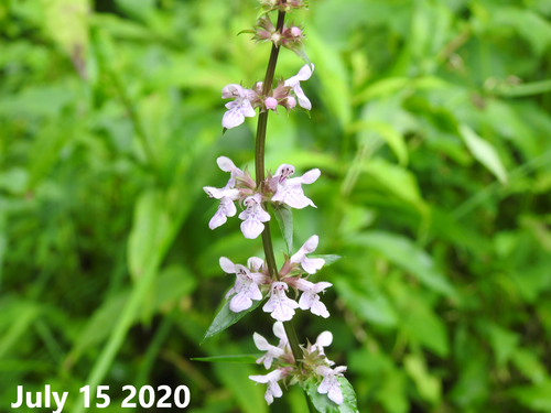 Stachys riederi var. japonica