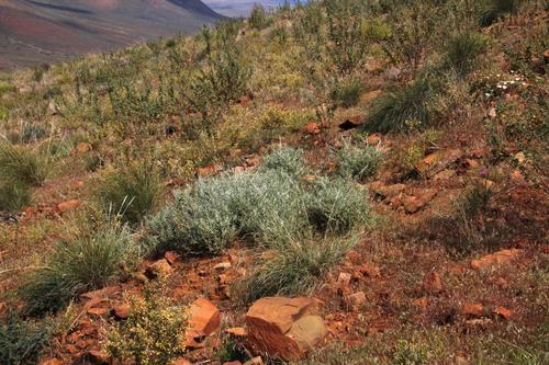 Stachys rugosa (Karoo tea) — photo