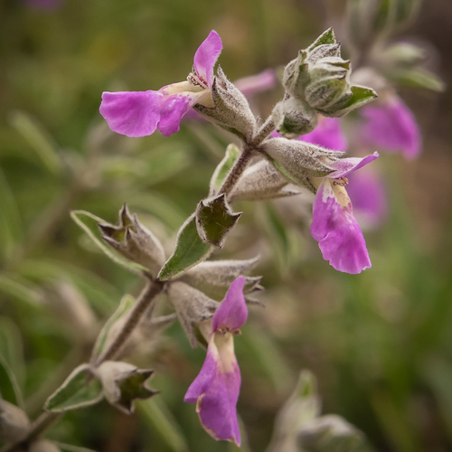 Stachys rugosa (Karoo tea) — photo