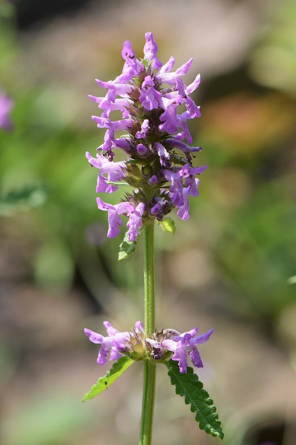 Stachys sieboldii (Chinese Artichoke) — photo