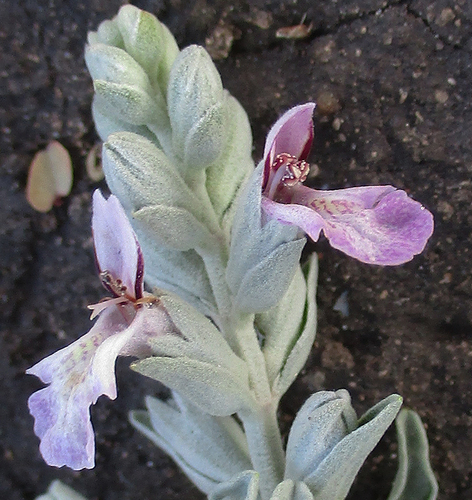 Stachys spathulata — photo