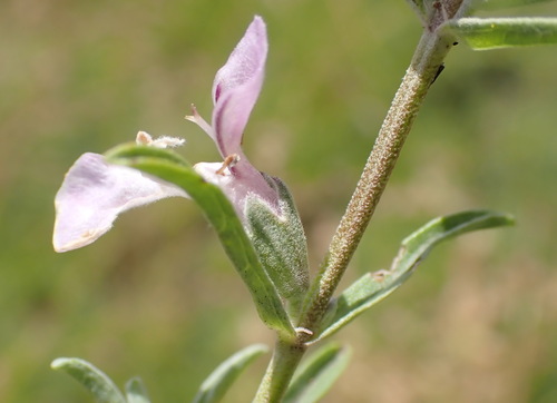 Stachys spathulata — photo