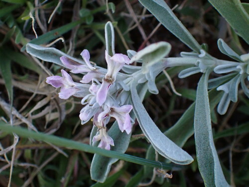 Stachys spathulata