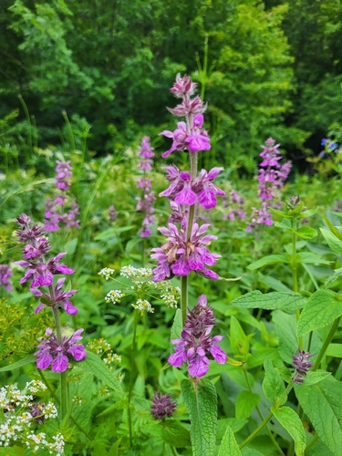 Stachys spectabilis — photo