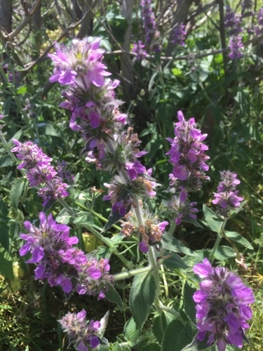 Stachys spectabilis — photo