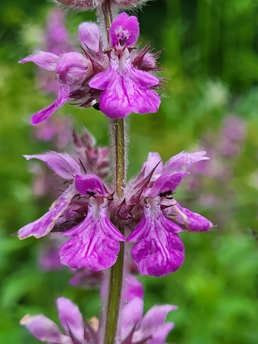 Stachys spectabilis