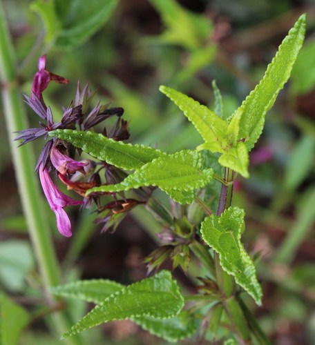 Stachys thunbergii — photo
