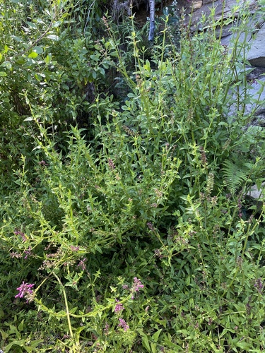 Stachys thunbergii — photo
